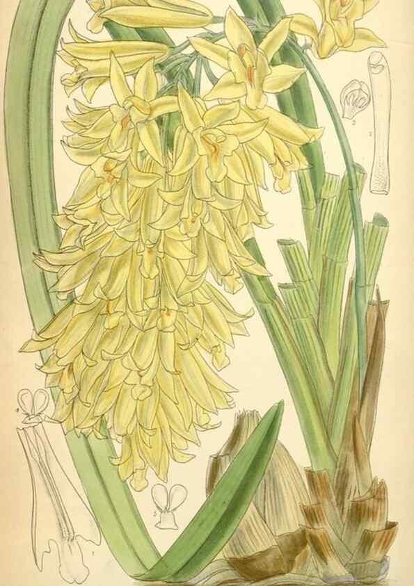 Reproducción/Reproduction 34626052053: Curtis's botanical magazine.. London ; New York [etc.] :Academic Press [etc.]