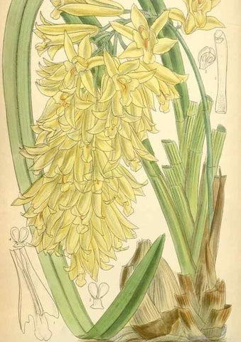 Reproducción/Reproduction 34626052053: Curtis's botanical magazine.. London ; New York [etc.] :Academic Press [etc.]