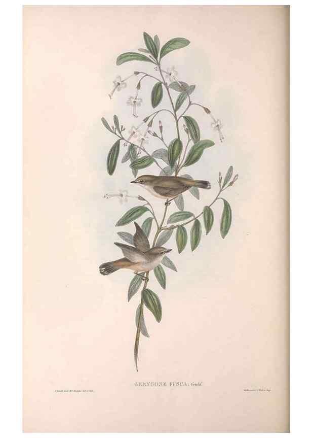 Reproducción/Reproduction 36117076794: The birds of Australia.. London,Printed by R. and J. E. Taylor; pub. by the author,[1840]-48.
