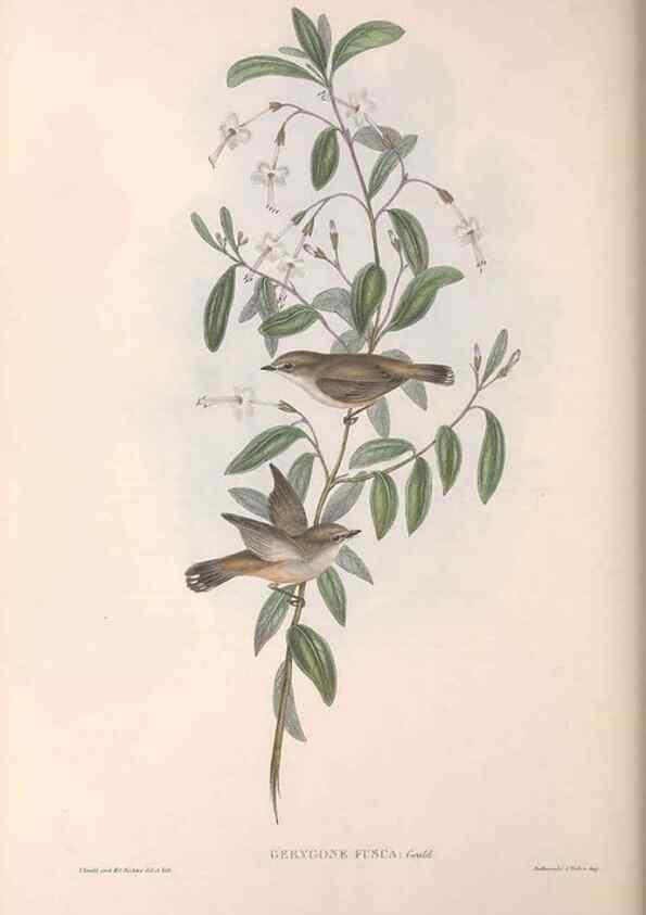 Reproducción/Reproduction 36117076794: The birds of Australia.. London,Printed by R. and J. E. Taylor; pub. by the author,[1840]-48.