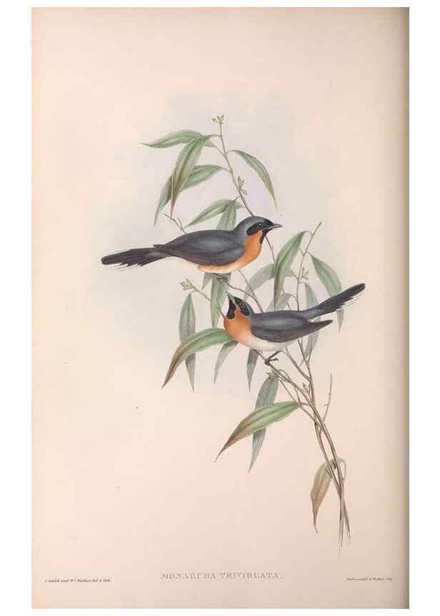 Reproducción/Reproduction 36143143513: The birds of Australia.. London,Printed by R. and J. E. Taylor; pub. by the author,[1840]-48.