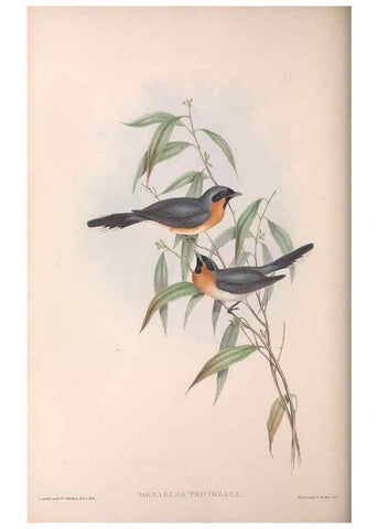 Reproducción/Reproduction 36143143513: The birds of Australia.. London,Printed by R. and J. E. Taylor; pub. by the author,[1840]-48.