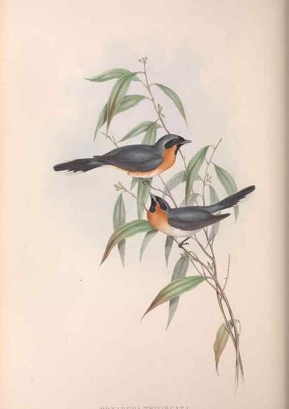 Reproducción/Reproduction 36143143513: The birds of Australia.. London,Printed by R. and J. E. Taylor; pub. by the author,[1840]-48.