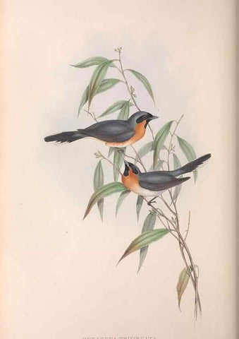 Reproducción/Reproduction 36143143513: The birds of Australia.. London,Printed by R. and J. E. Taylor; pub. by the author,[1840]-48.