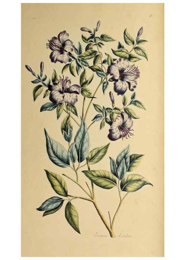 Reproducción/Reproduction 36735243341: Exotic botany illustrated :. London :Printed for the author,1772.