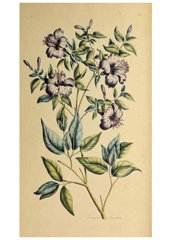 Reproducción/Reproduction 36735243341: Exotic botany illustrated :. London :Printed for the author,1772.