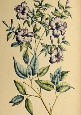 Reproducción/Reproduction 36735243341: Exotic botany illustrated :. London :Printed for the author,1772.