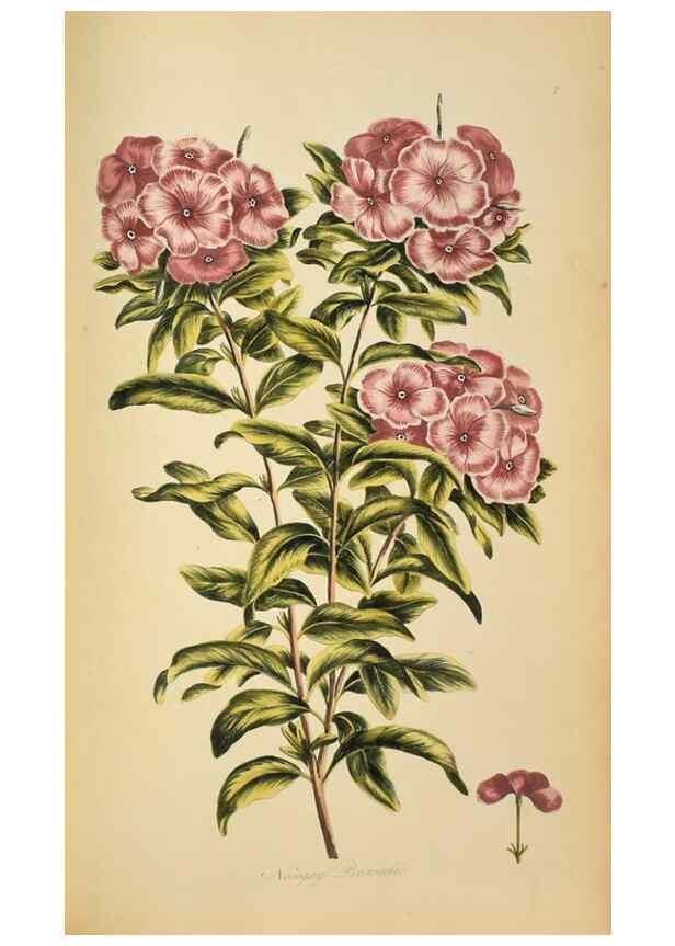 Reproducción/Reproduction 36735247031: Exotic botany illustrated :. London :Printed for the author,1772.