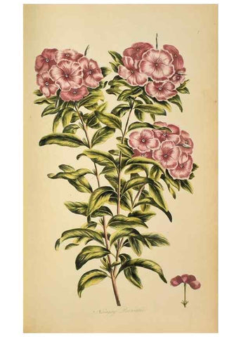 Reproducción/Reproduction 36735247031: Exotic botany illustrated :. London :Printed for the author,1772.