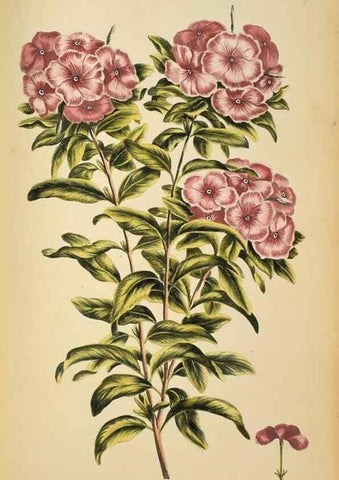 Reproducción/Reproduction 36735247031: Exotic botany illustrated :. London :Printed for the author,1772.