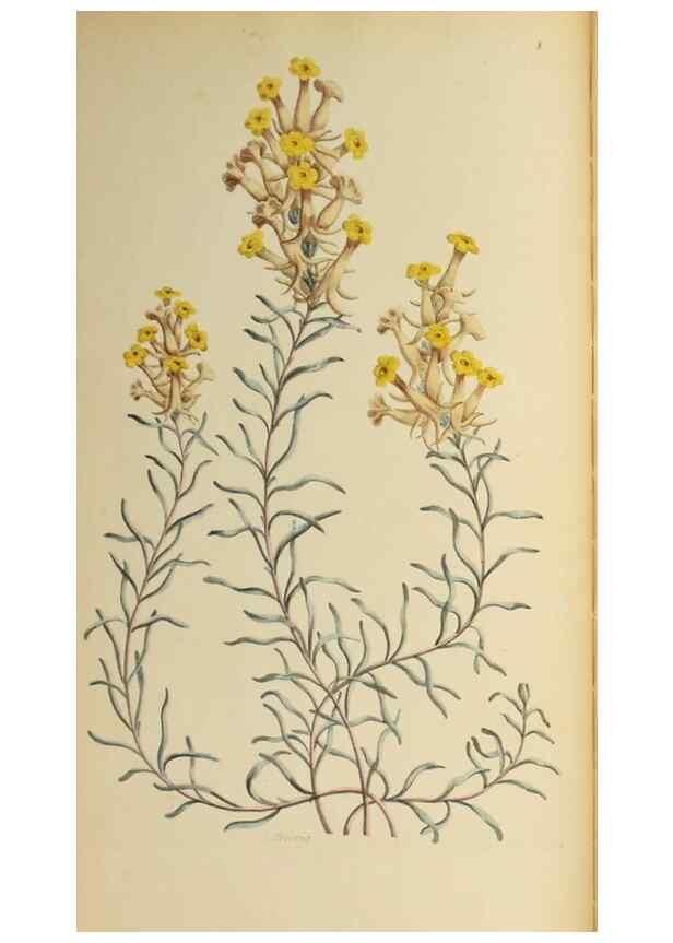 Reproducción/Reproduction 36735251041: Exotic botany illustrated :. London :Printed for the author,1772.
