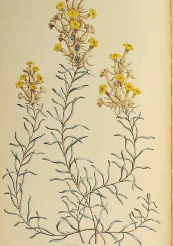 Reproducción/Reproduction 36735251041: Exotic botany illustrated :. London :Printed for the author,1772.