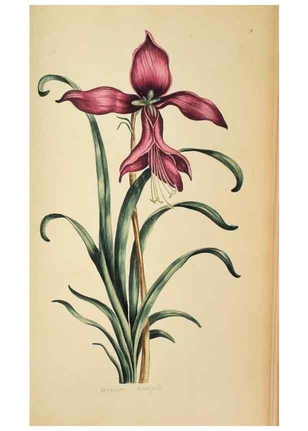 Reproducción/Reproduction 36735255071: Exotic botany illustrated :. London :Printed for the author,1772.