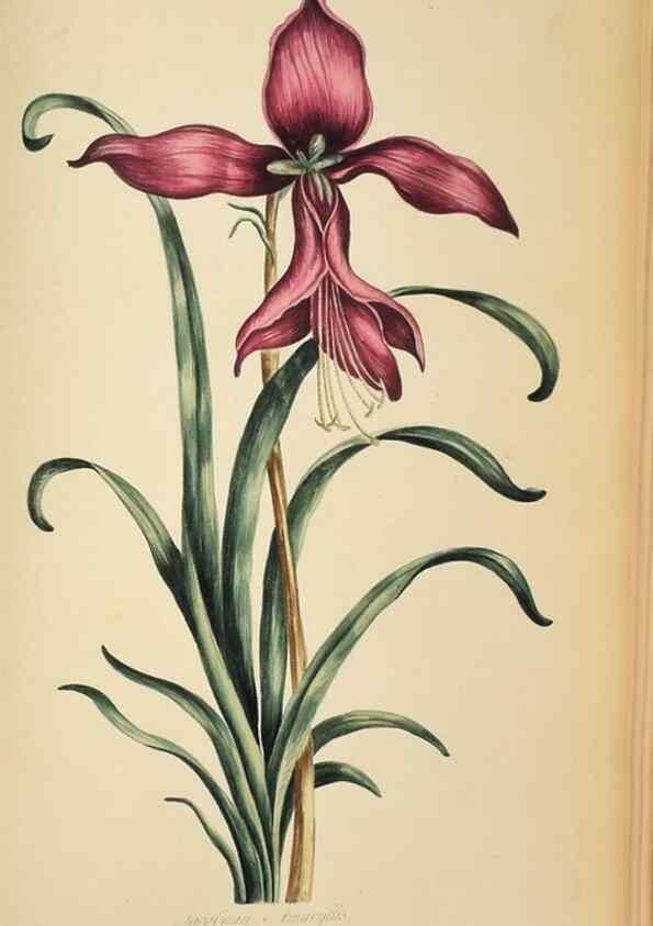 Reproducción/Reproduction 36735255071: Exotic botany illustrated :. London :Printed for the author,1772.