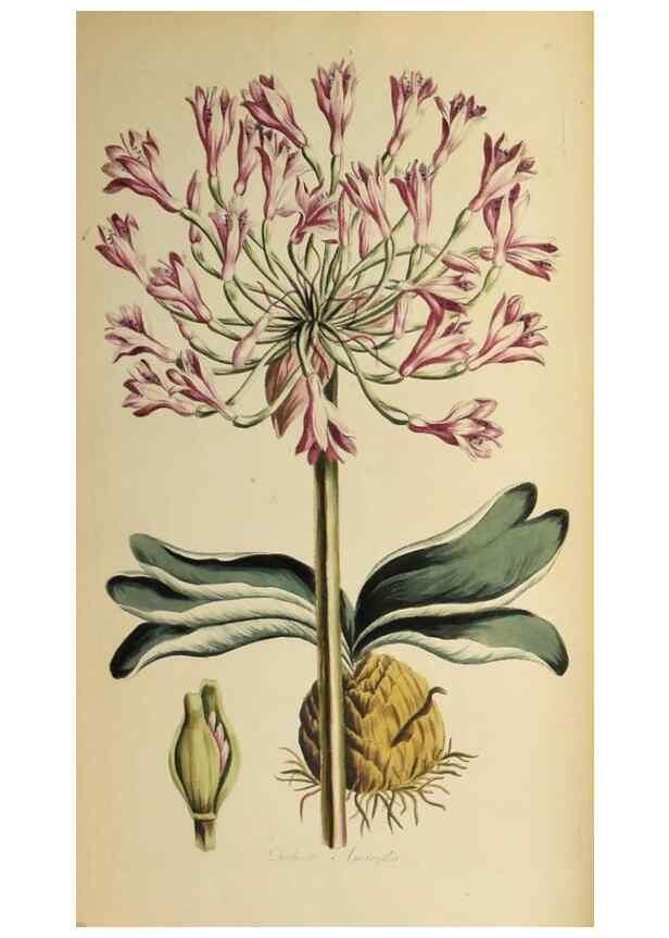 Reproducción/Reproduction 36735257531: Exotic botany illustrated :. London :Printed for the author,1772.