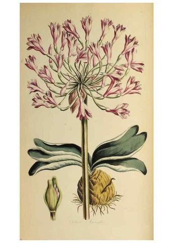 Reproducción/Reproduction 36735257531: Exotic botany illustrated :. London :Printed for the author,1772.