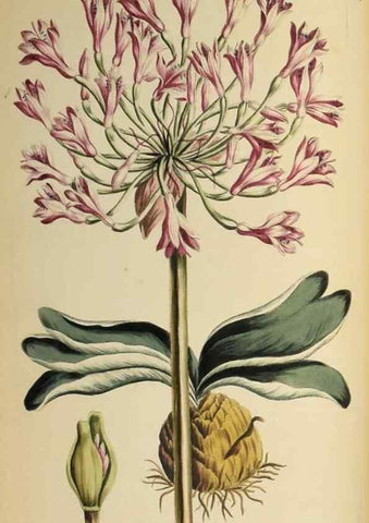 Reproducción/Reproduction 36735257531: Exotic botany illustrated :. London :Printed for the author,1772.