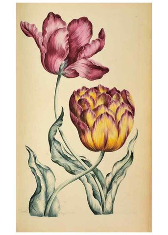 Reproducción/Reproduction 36066550213: Exotic botany illustrated :. London :Printed for the author,1772.