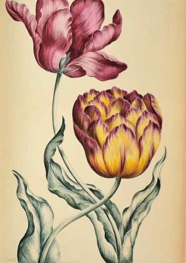 Reproducción/Reproduction 36066550213: Exotic botany illustrated :. London :Printed for the author,1772.