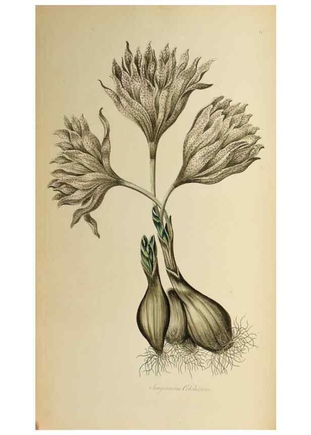 Reproducción/Reproduction 36066554463: Exotic botany illustrated :. London :Printed for the author,1772.