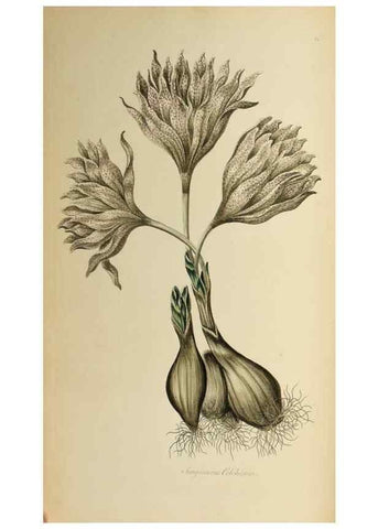 Reproducción/Reproduction 36066554463: Exotic botany illustrated :. London :Printed for the author,1772.