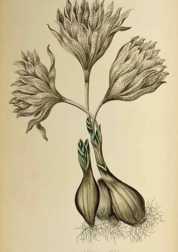 Reproducción/Reproduction 36066554463: Exotic botany illustrated :. London :Printed for the author,1772.