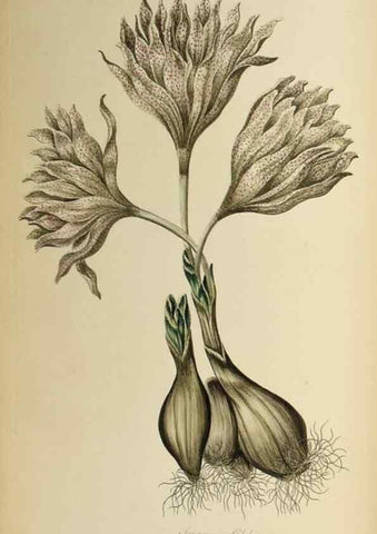 Reproducción/Reproduction 36066554463: Exotic botany illustrated :. London :Printed for the author,1772.
