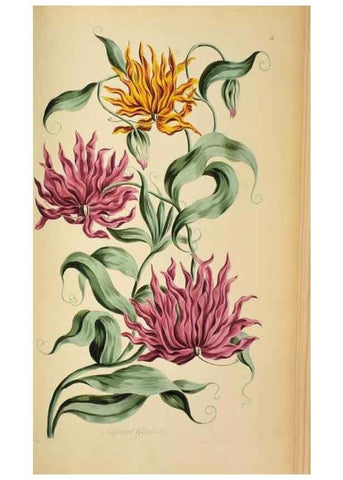 Reproducción/Reproduction 36066559163: Exotic botany illustrated :. London :Printed for the author,1772.