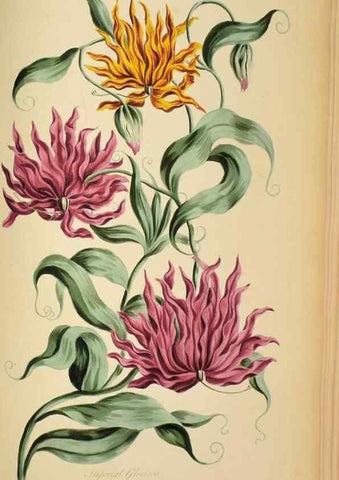 Reproducción/Reproduction 36066559163: Exotic botany illustrated :. London :Printed for the author,1772.