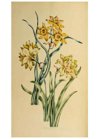 Reproducción/Reproduction 36066563893: Exotic botany illustrated :. London :Printed for the author,1772.