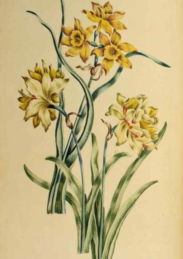 Reproducción/Reproduction 36066563893: Exotic botany illustrated :. London :Printed for the author,1772.