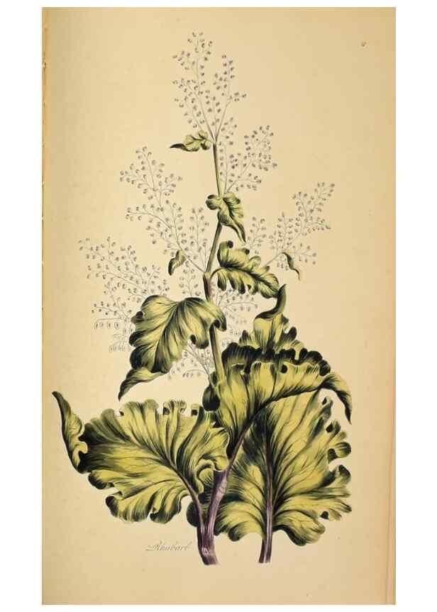 Reproducción/Reproduction 36066567483: Exotic botany illustrated :. London :Printed for the author,1772.