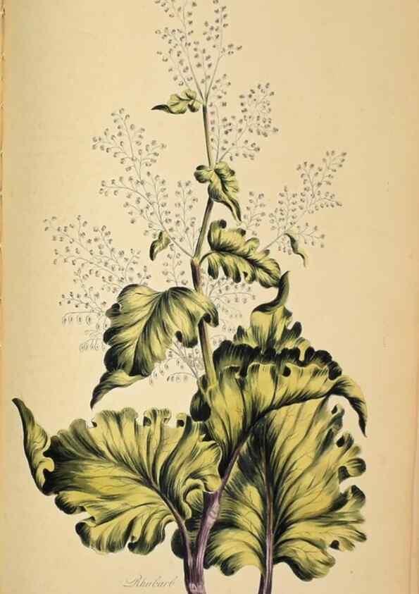 Reproducción/Reproduction 36066567483: Exotic botany illustrated :. London :Printed for the author,1772.