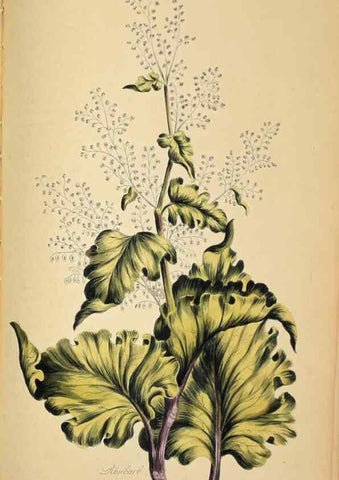 Reproducción/Reproduction 36066567483: Exotic botany illustrated :. London :Printed for the author,1772.