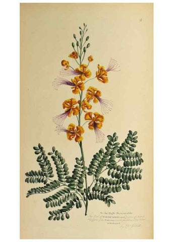 Reproducción/Reproduction 36478647690: Exotic botany illustrated :. London :Printed for the author,1772.