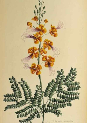 Reproducción/Reproduction 36478647690: Exotic botany illustrated :. London :Printed for the author,1772.