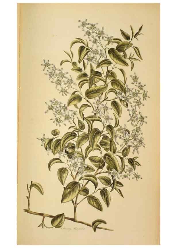 Reproducción/Reproduction 36478653200: Exotic botany illustrated :. London :Printed for the author,1772.