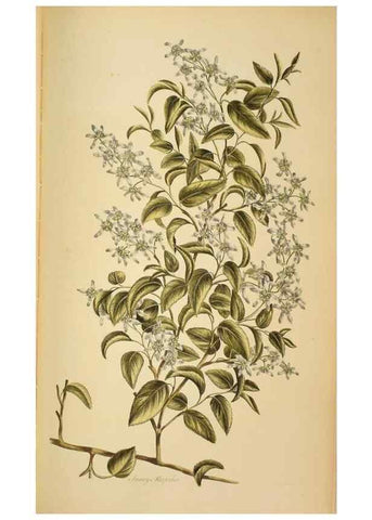 Reproducción/Reproduction 36478653200: Exotic botany illustrated :. London :Printed for the author,1772.