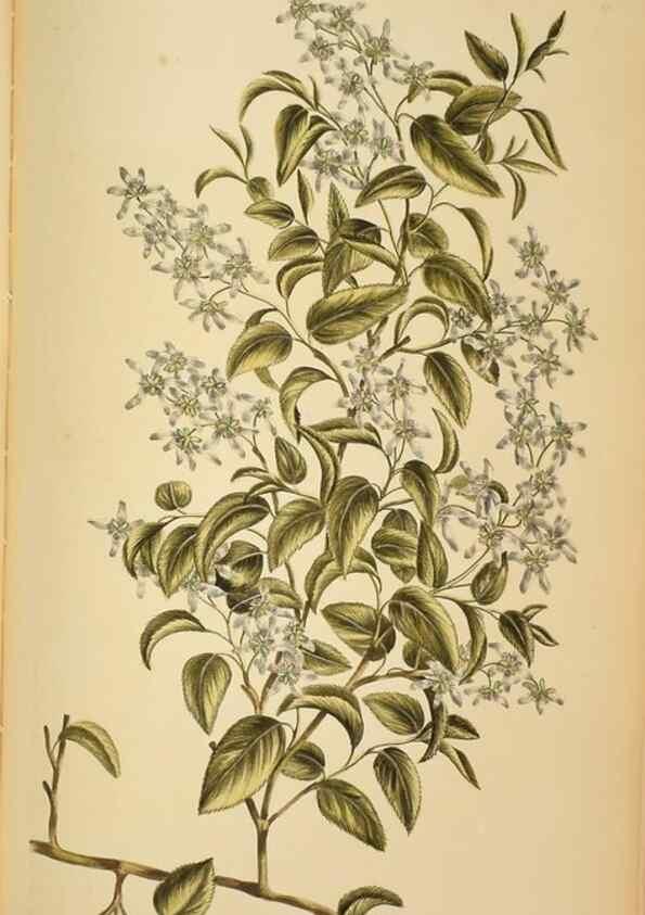 Reproducción/Reproduction 36478653200: Exotic botany illustrated :. London :Printed for the author,1772.