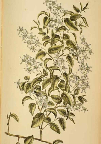 Reproducción/Reproduction 36478653200: Exotic botany illustrated :. London :Printed for the author,1772.