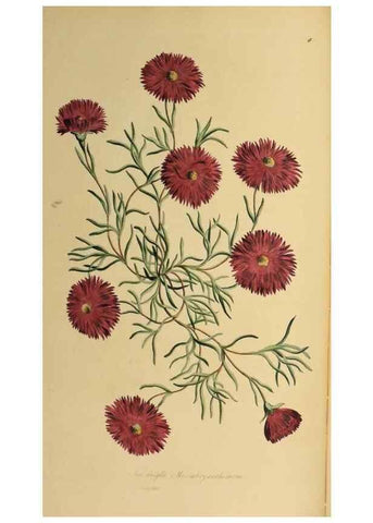 Reproducción/Reproduction 36478658400: Exotic botany illustrated :. London :Printed for the author,1772.