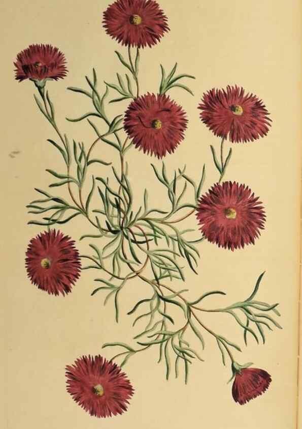 Reproducción/Reproduction 36478658400: Exotic botany illustrated :. London :Printed for the author,1772.