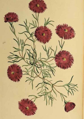 Reproducción/Reproduction 36478658400: Exotic botany illustrated :. London :Printed for the author,1772.
