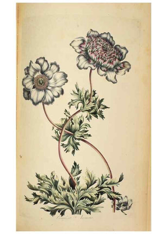 Reproducción/Reproduction 36478662120: Exotic botany illustrated :. London :Printed for the author,1772.