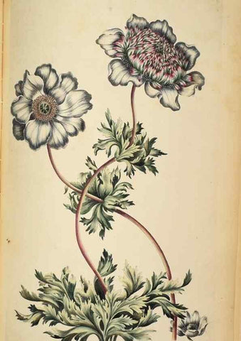 Reproducción/Reproduction 36478662120: Exotic botany illustrated :. London :Printed for the author,1772.