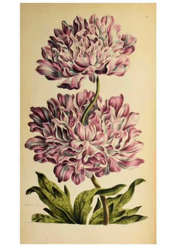 Reproducción/Reproduction 36875173015: Exotic botany illustrated :. London :Printed for the author,1772.
