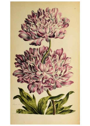 Reproducción/Reproduction 36875173015: Exotic botany illustrated :. London :Printed for the author,1772.
