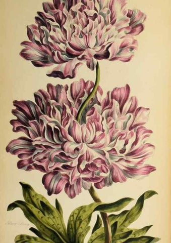Reproducción/Reproduction 36875173015: Exotic botany illustrated :. London :Printed for the author,1772.