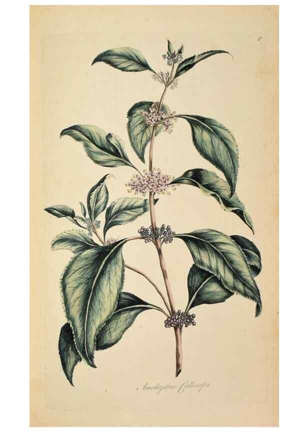 Reproducción/Reproduction 36040866844: Exotic botany illustrated :. London :Printed for the author,1772.