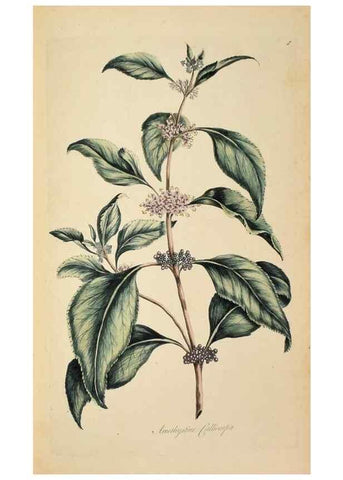 Reproducción/Reproduction 36040866844: Exotic botany illustrated :. London :Printed for the author,1772.